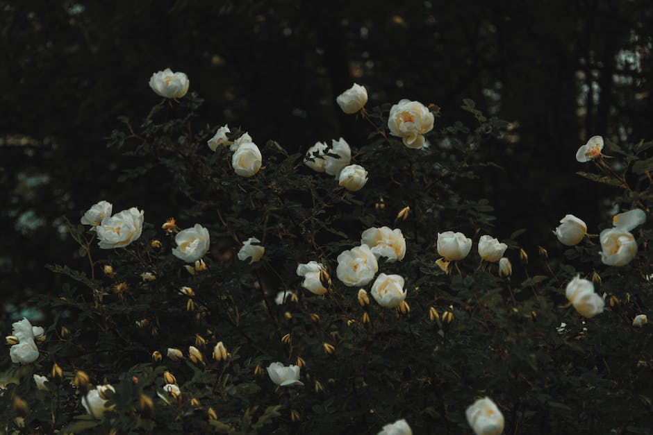 Länge des Lagerns von Blumenkohl