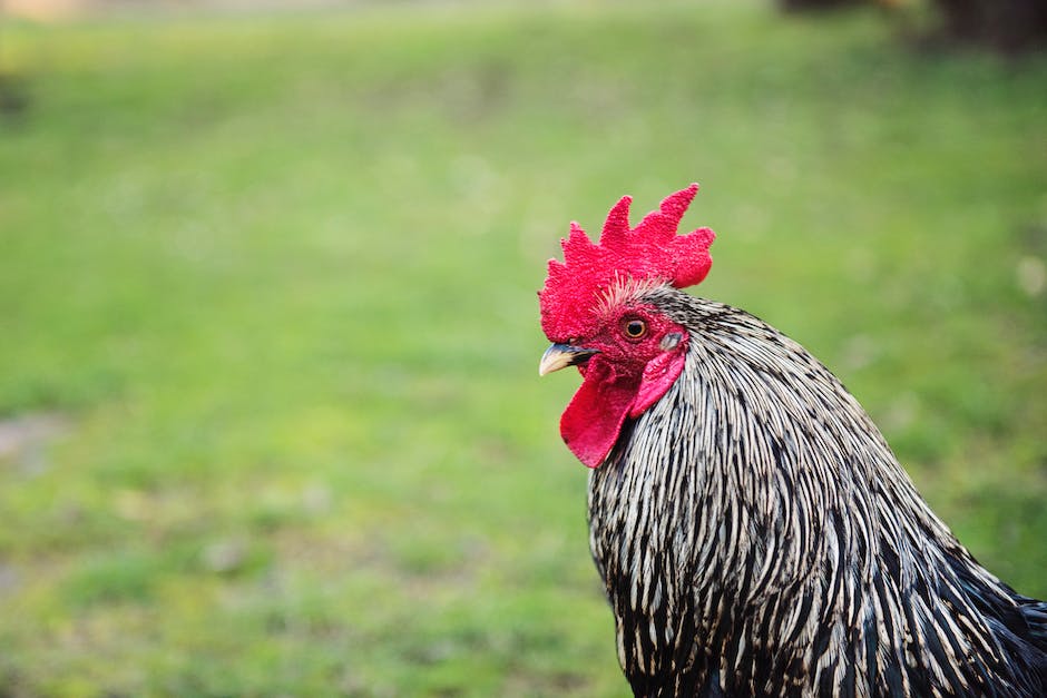 Hähnchen im Kühlschrank lagern: Dauer