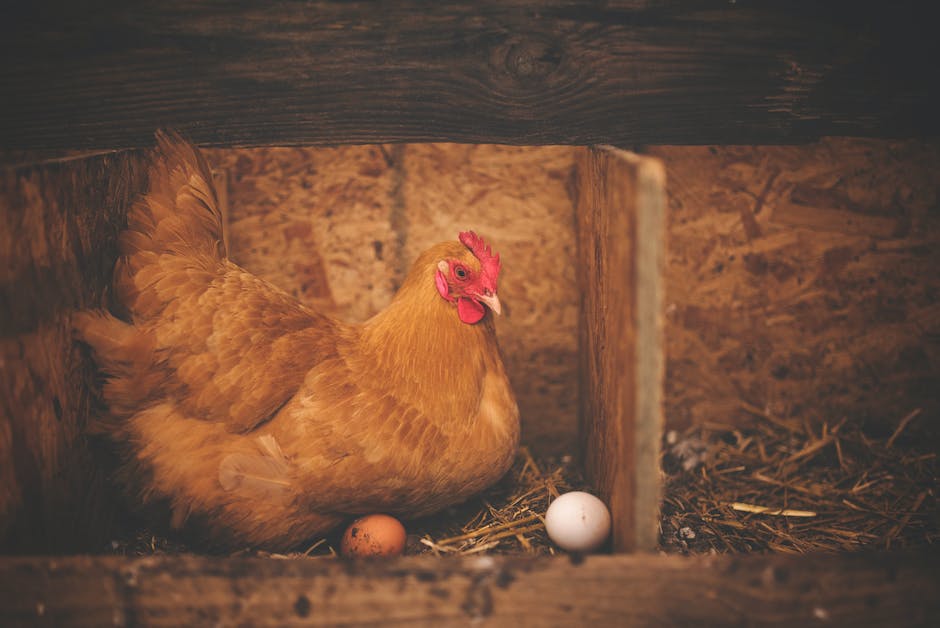  Hähnchen im Kühlschrank lagern - richtig kühlen und haltbar machen.