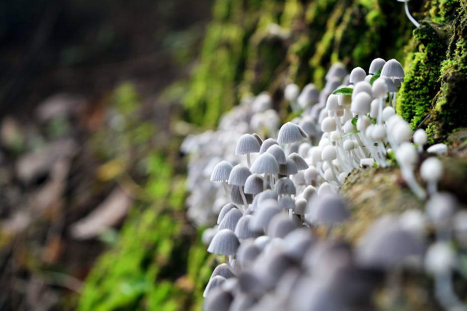 Lagerungsdauer frischer Pilze