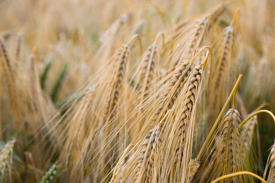 Lagering von Grassamen - wie lange möglich?