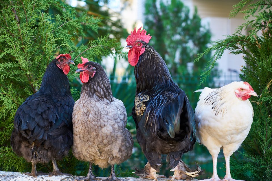 Putenfleisch Kühlgeschirrlagerung Dauer