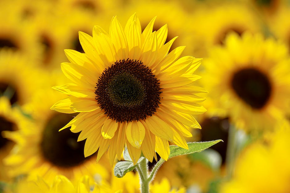 Lagerdauer Sonnenblumenöl