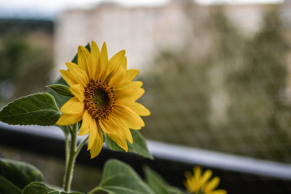 Lagerungsdauer von Sonnenblumenöl