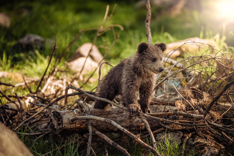  Holzlagern für Kamin - Wie lange?